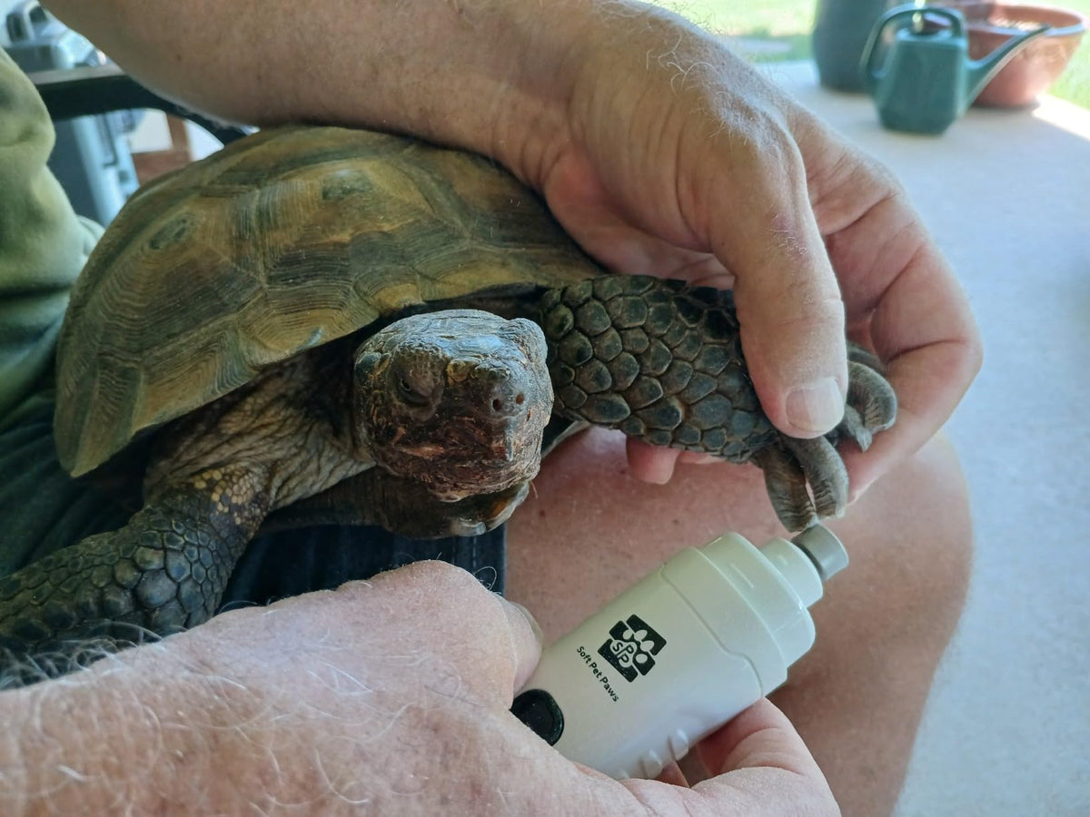 A 40-year-old tortoise having its nails smoothed with a nail grinder