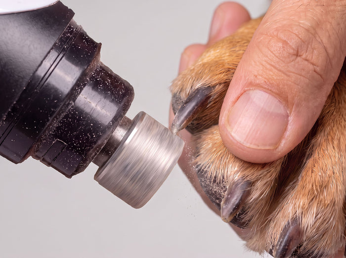 Close-up of a nail grinder smoothing a dog's nail