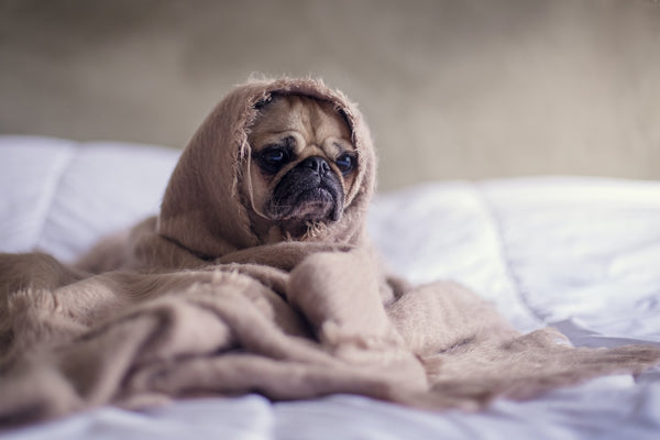 8 Things Humans Do That Annoy Dogs