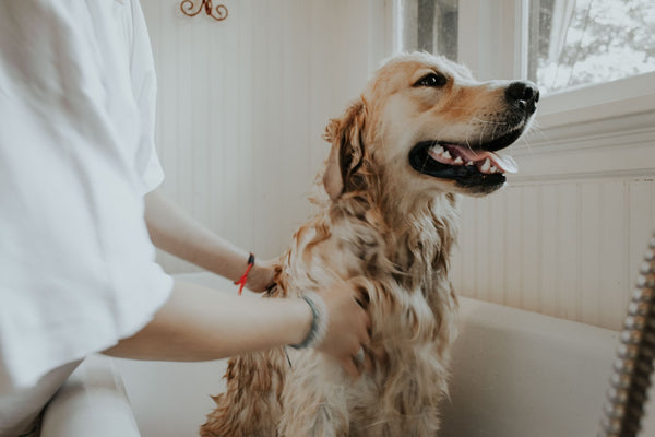 The Ultimate Guide to Grooming and Bathing Your Dog