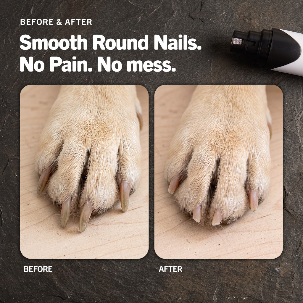 Dog nail before and after grinding with the Soft Pet Paws nail grinder