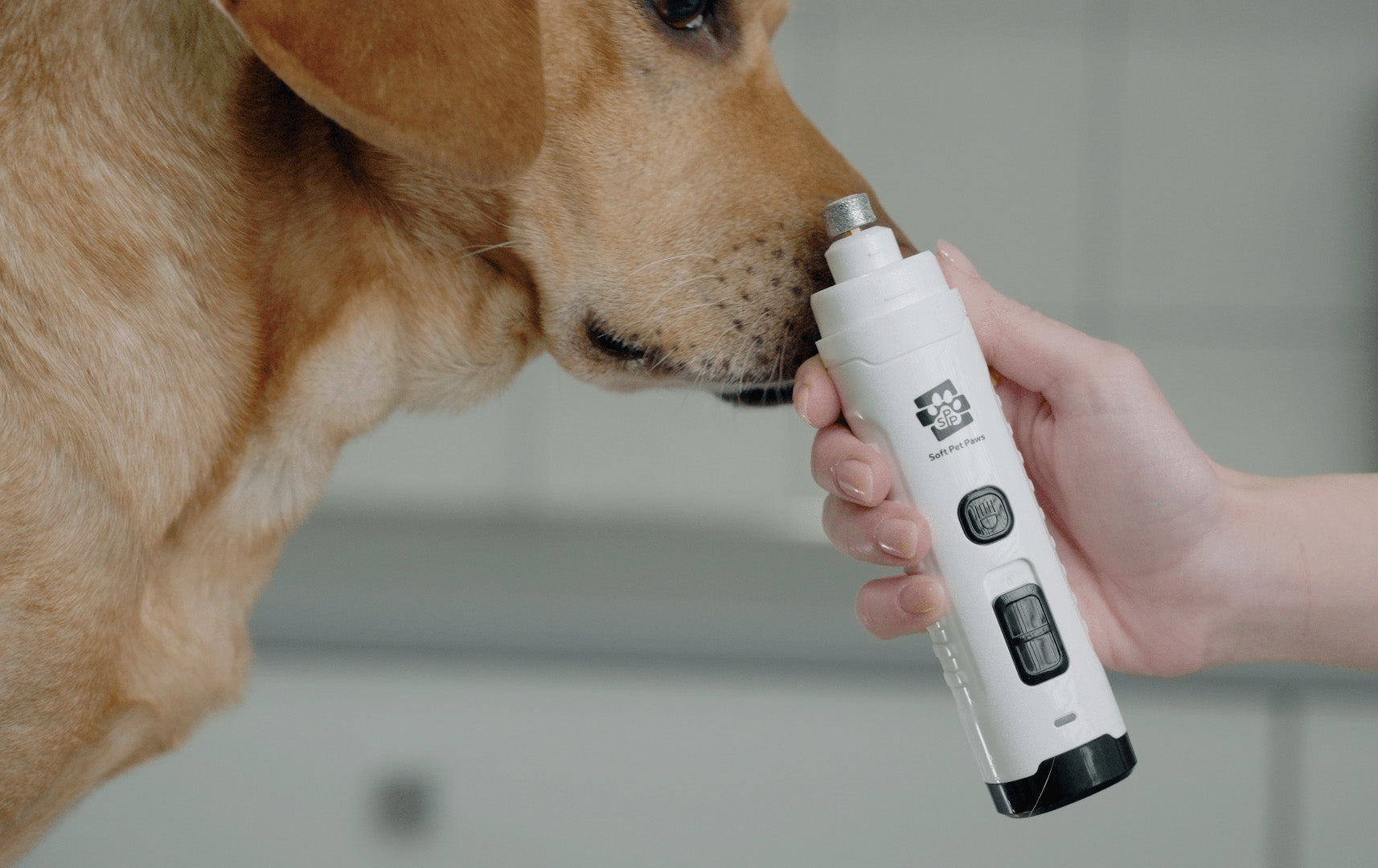 Dog sniffing a white soft pet paws dog nail grinder held by a person against a neutral background